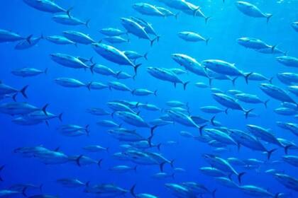 Atún rojo: cómo se salvó de la extinción el famoso pez usado en el sushi y el sashimi y por qué vuelve a estar en peligro