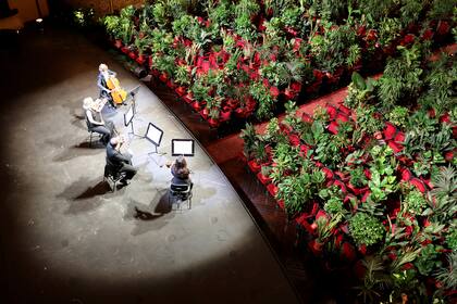 AUDITORIO VEGETAL. El Gran Teatre del Liceu de Barcelona reinició su actividad en junio con un concierto para plantas, idea de un artista conceptual, transmitido por streaming