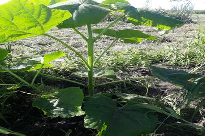 Aumenta la humedad relativa, reduce la evaporación y aumenta la producción de los cultivos de vegetales y granos.