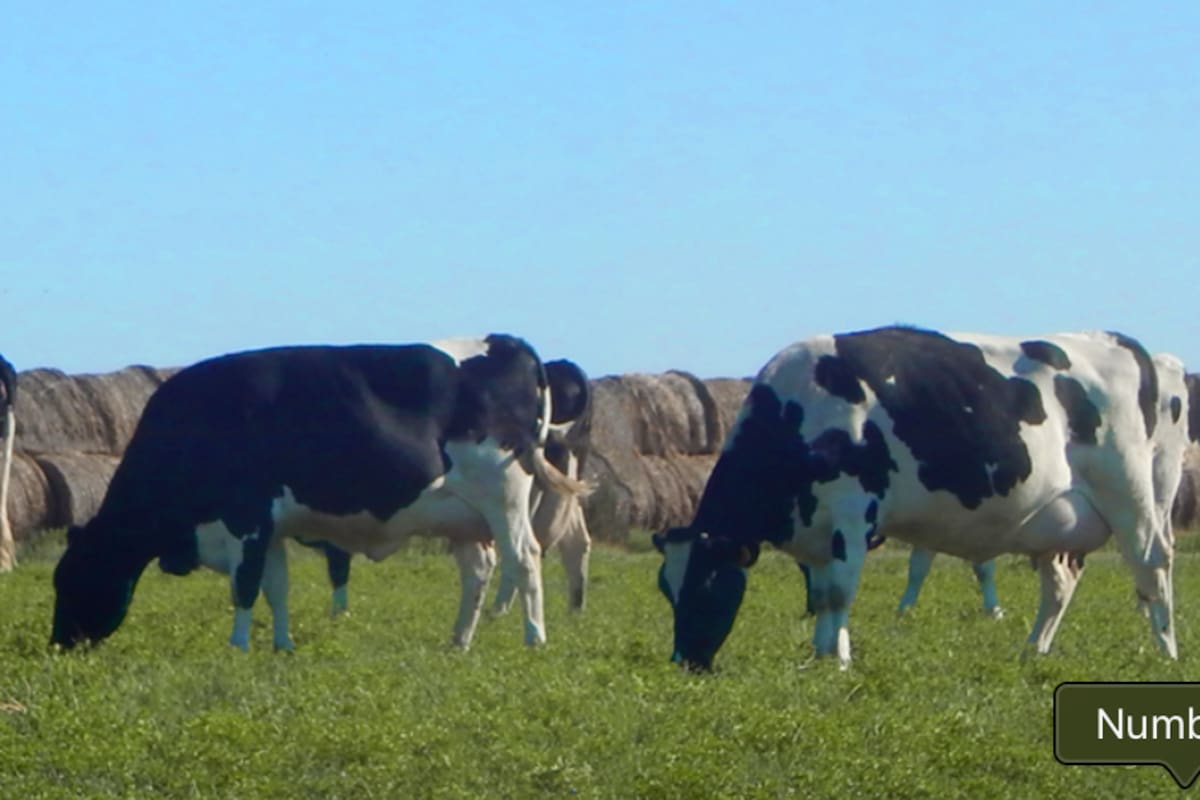 Aumentó la producción lechera entre enero y julio un 11%