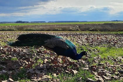 Aún hoy se pueden ver los pavos reales en el campo argentino Foto: Emiliano Tagle