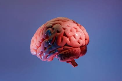 Aún no se sabe qué regiones del cerebro tienen un mayor papel en la pérdida de consciencia