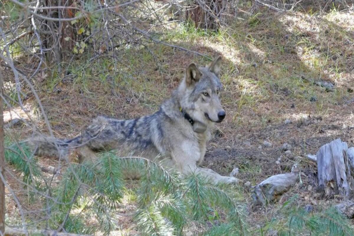 Aún se desconocen las causas de la muerte de la loba identificada como OR-57. Crédito: