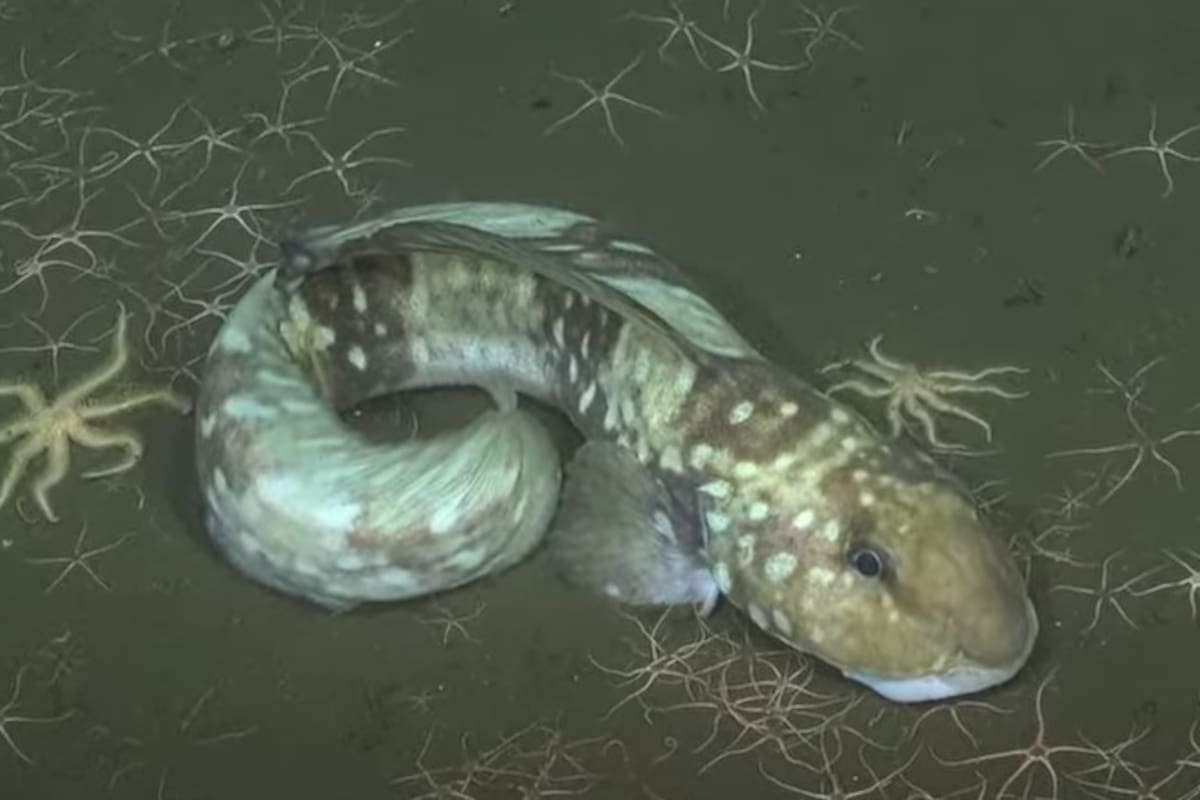 Aún sin nombre propio, un pez gigante y de cara extraña sorprendió a los científicos por la forma en que se arrastraba por el lecho marino