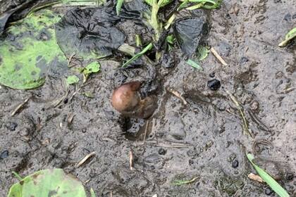 Aunque a primera vista lucía como un dedo, en realidad, era una papa con un hongo al lado