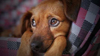 Aunque algunas personas tienen la idea de que a quienes no les gustan los animales suelen ser malas personas, para el veterinario Guillermo Rico esto es una teoría errada