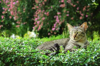 Las cinco plantas que tenés en tu casa y son tóxicas para tu gato