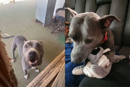Aunque Andora sigue siendo el mismo perro cariñoso de siempre, necesitó tiempo para readaptarse a su hogar en Pensacola (Imagen: KFOR - Oklahoma’s News Channel 4)
