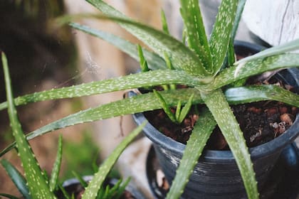 Aunque el aloe vera es considerado una planta curativa para los humanos, suele ser muy peligrosa tanto para gatos como para perros