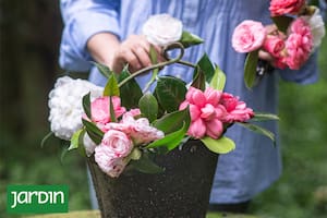 Aunque el calendario diga que es invierno, estas flores nos regalarán su perfume y color