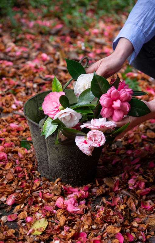 Aunque el calendario diga que es invierno, estas flores nos regalarán su perfume y color