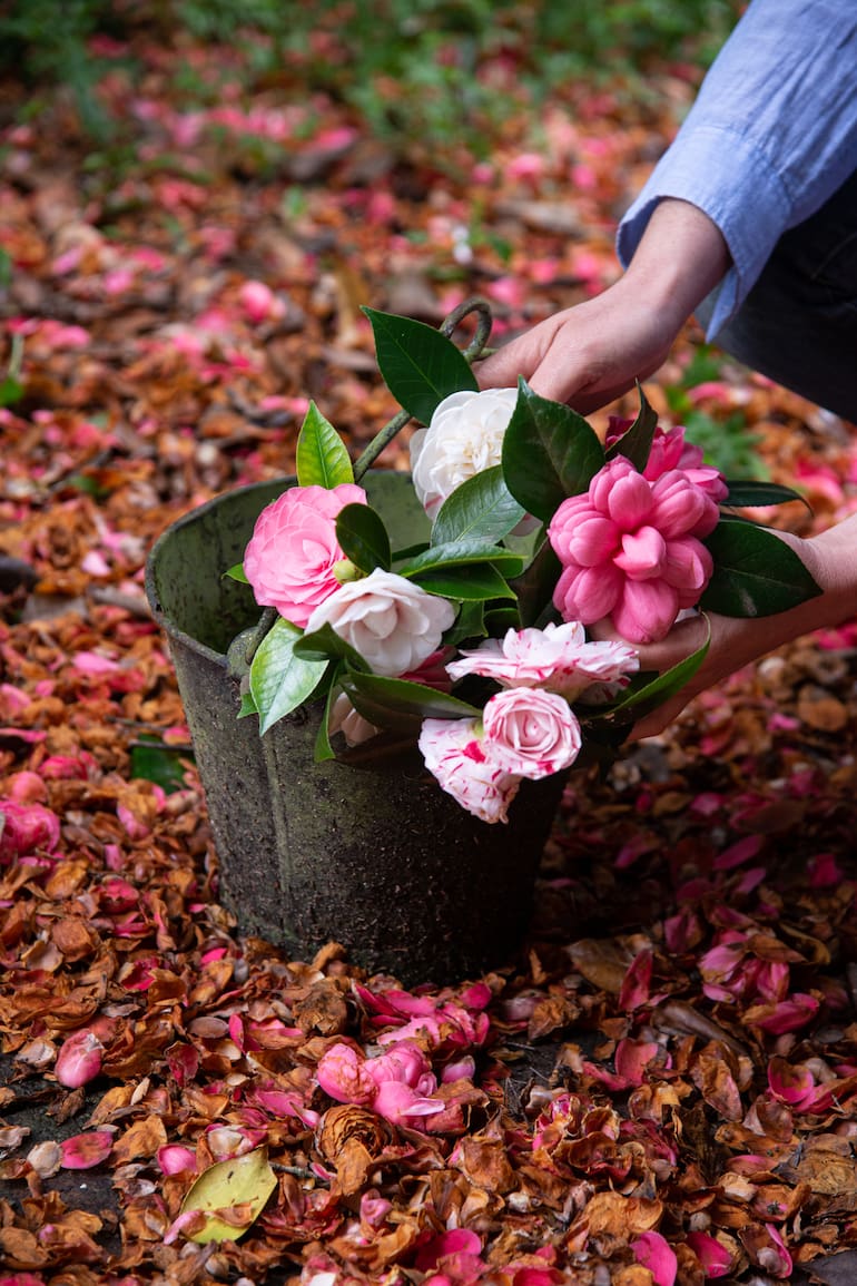 Aunque el calendario diga que es invierno, estas flores nos regalarán su perfume y color