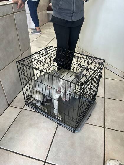 Aunque el perro estaba asustado, finalmente accedió a que le pusieran una correa y se dejó ayudar.
