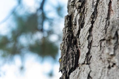 Aunque el término se volvió viral, especialistas explicaron que se trata de un fenómeno físico conocido como “agrietamiento por helada"