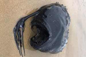 Aunque es poco frecuente verlos, los peces pelota resultan tan excepcionales que son una de las especies marinas más conocidas.