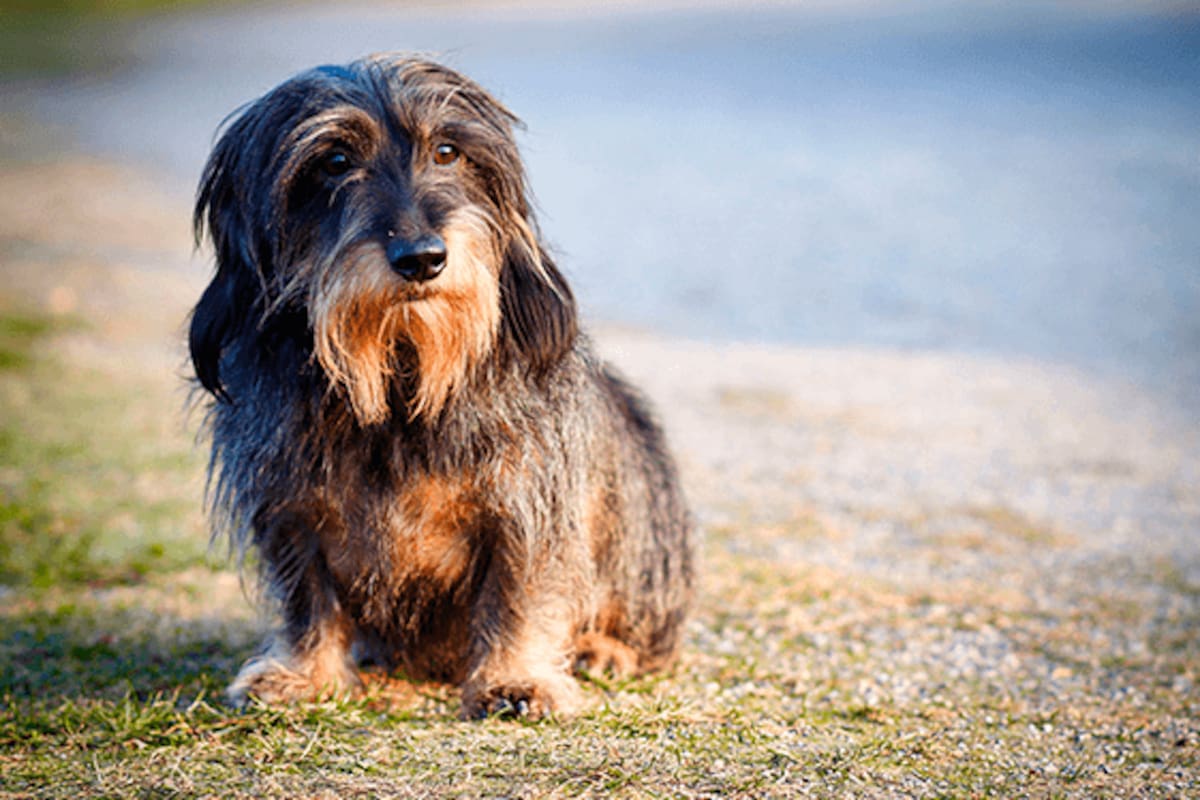 Aunque la edad es un factor determinante, otros elementos como el sexo, el estado de esterilización y el tamaño del perro también desempeñan un papel importante para determinar su vejez