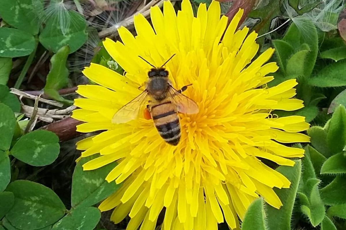 Aunque las abejas no son las únicas que lo hacen (las polillas, las hormigas, las aves y los murciélagos, entre otros, también brindan este servicio), representan el 90% de la polinización por un vector animal