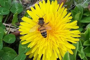 Aunque las abejas no son las únicas que lo hacen (las polillas, las hormigas, las aves y los murciélagos, entre otros, también brindan este servicio), representan el 90% de la polinización por un vector animal