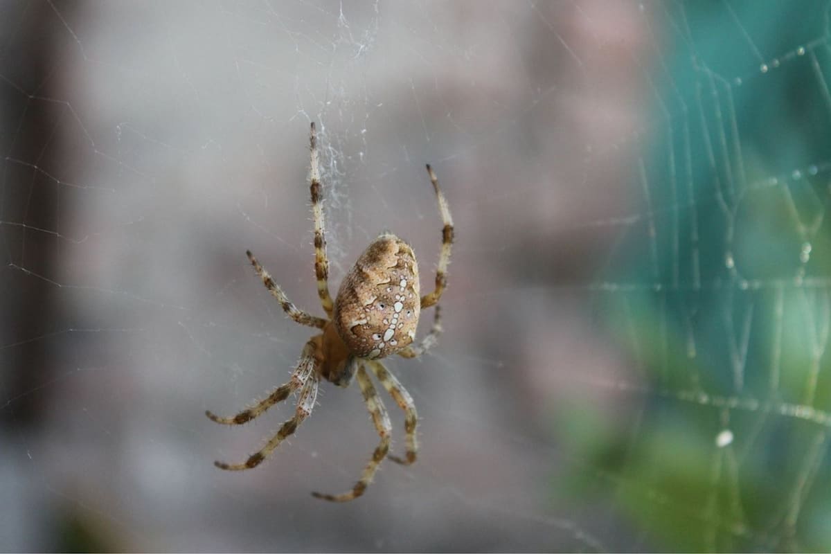 Aunque las arañas son temidas por muchas personas, su presencia en el hogar pueden ser un buen augurio y una ayuda en el exterminio de otros insectos (imagen ilustrativa)