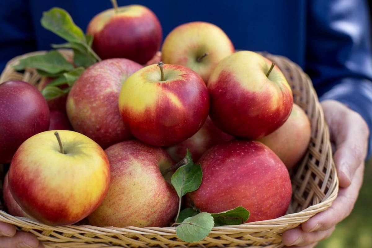 Aunque las manzanas en nuestro país pueden conseguirse durante todo el año, existe un método de conservación que evitará que se pongan feas en días