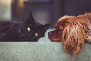 Aunque las mascotas consumen muchas comidas que comen sus dueños, hay algunas que son peligrosas para su salud