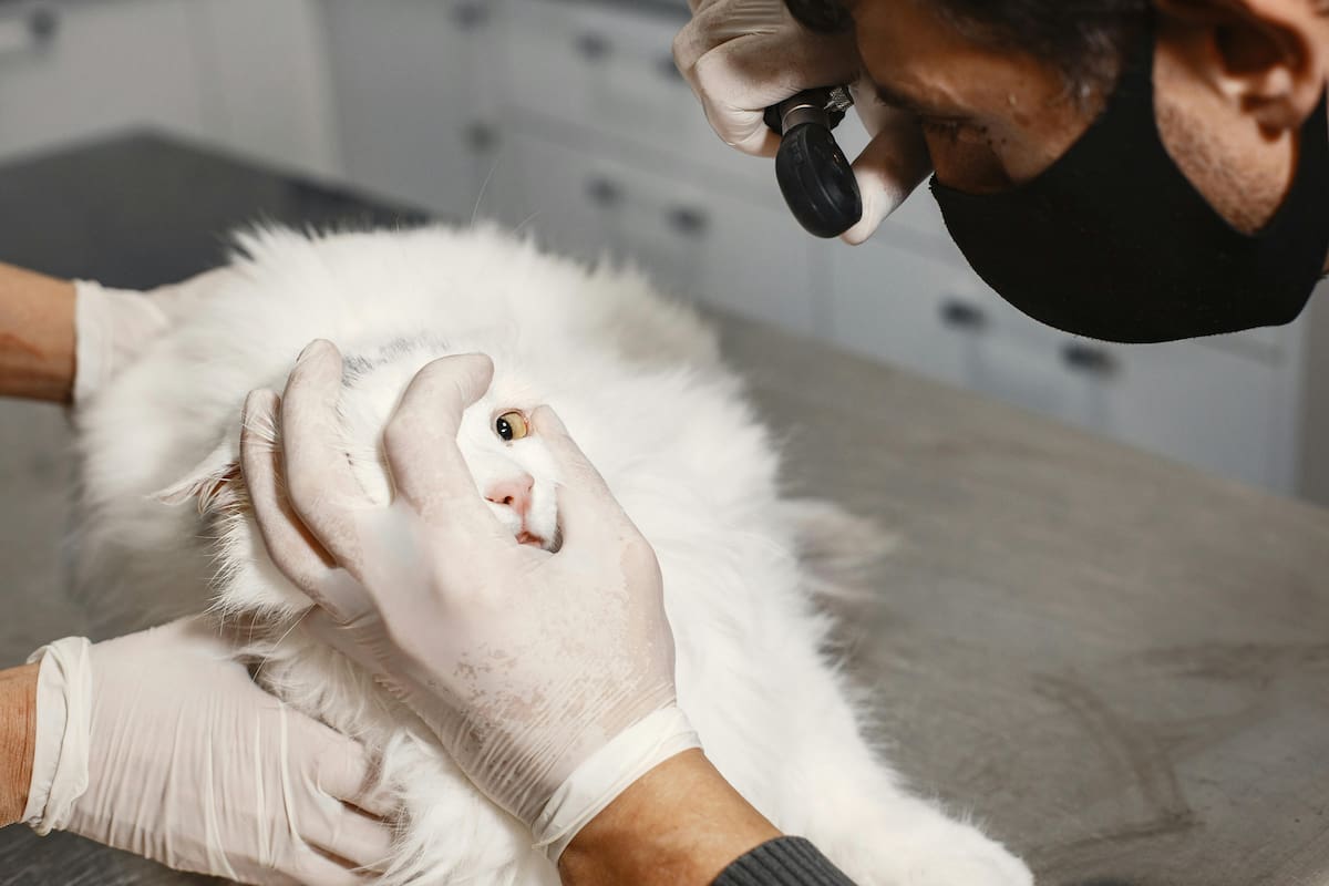 Aunque las mascotas no pueden usar anteojos, existen enfermedades silenciosas que comienzan con problemas oculares
