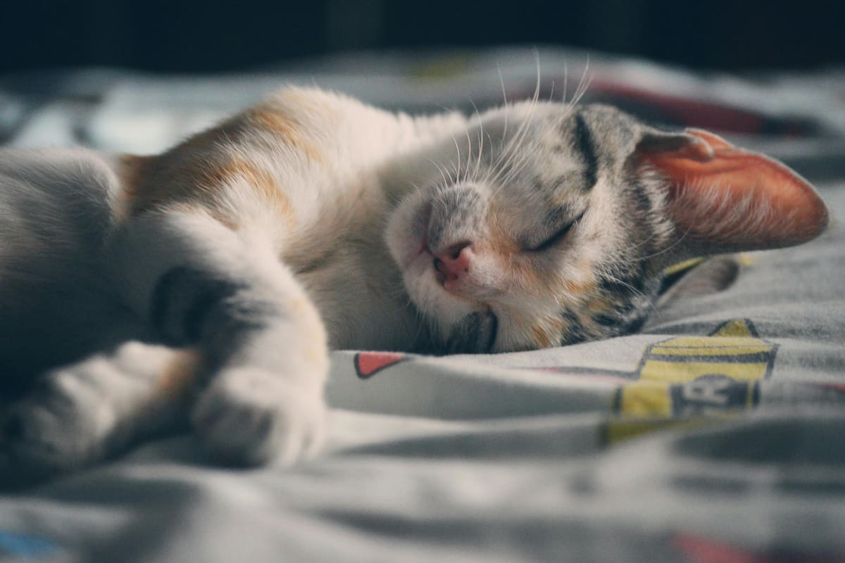 Aunque los gatos prefieren siempre dormir con sus dueños, existen formas didácticas de hacerles entender que deben respetar sus espacios