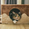 Qué sienten los gatos cuando su dueño no está en casa, según estudios veterinarios