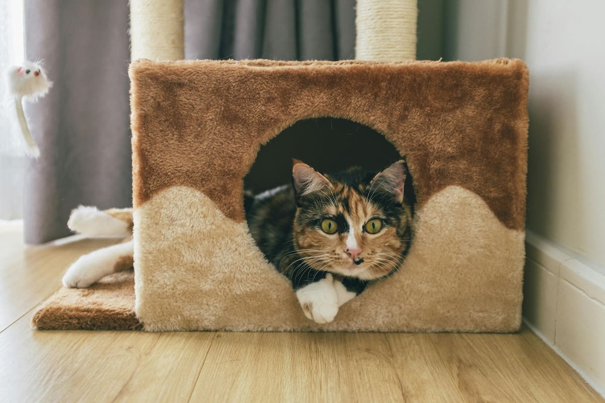 Aunque los gatos son considerados animales independientes, no pueden pasar gran cantidad de horas solos según explican los expertos