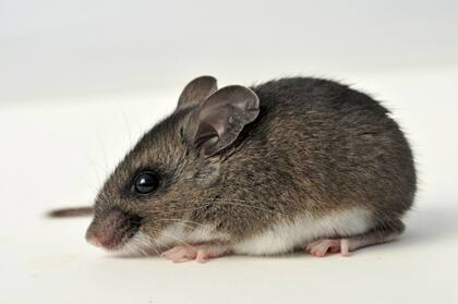 Aunque los humanos clasifican alto en las escalas de monogamia, no alcanzan la “perfección” reproductiva del ratón ciervo de California (California deermouse), el cual encabeza la lista con un 100%