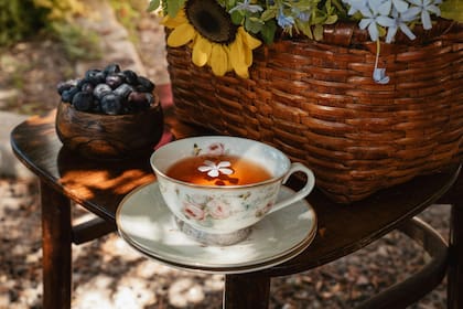 Aunque los tés verde, negro, blanco y oolong parecen muy diferentes, todos provienen de la misma planta: Camellia sinensis
