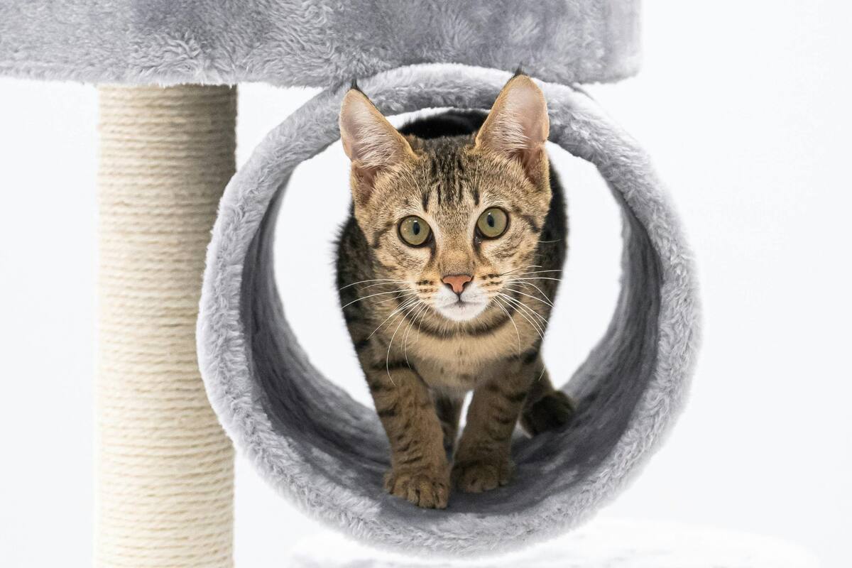 Aunque muchas personas creen que los gatos pueden quedarse solos en el hogar por su instinto independiente, pueden llegar a sufrir la soledad (imagen ilustrativa)