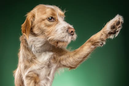 Aunque muchos no lo sepan, los perros pueden elegir su pata predilecta (Foto: Freepik)