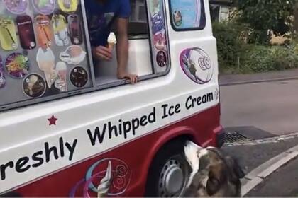 Aunque no es recomendable que coman helado, la actitud del heladero con este perrito genera ternutra