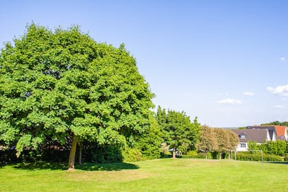 Aunque no exista un árbol que no ensucie en absoluto, algunas especies hacen el trabajo de limpieza más simple (imagen ilustrativa)