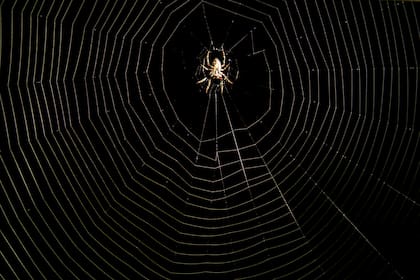 Aunque no pudo identificarla, Ricardo López cree que fue mordido por una araña