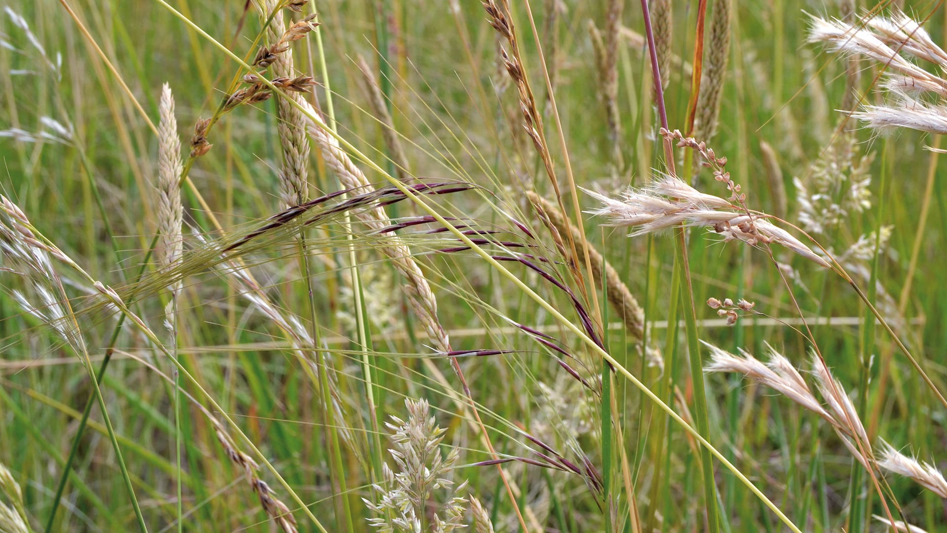 Aunque no se vean a simple vista, el pasto tiene flores