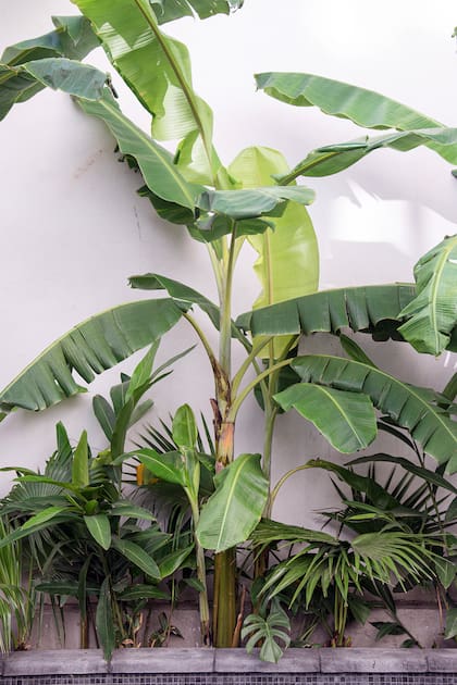 Aunque puede resultar difícil controlar su crecimiento, el bananero resuelve espacios donde no llega el sol