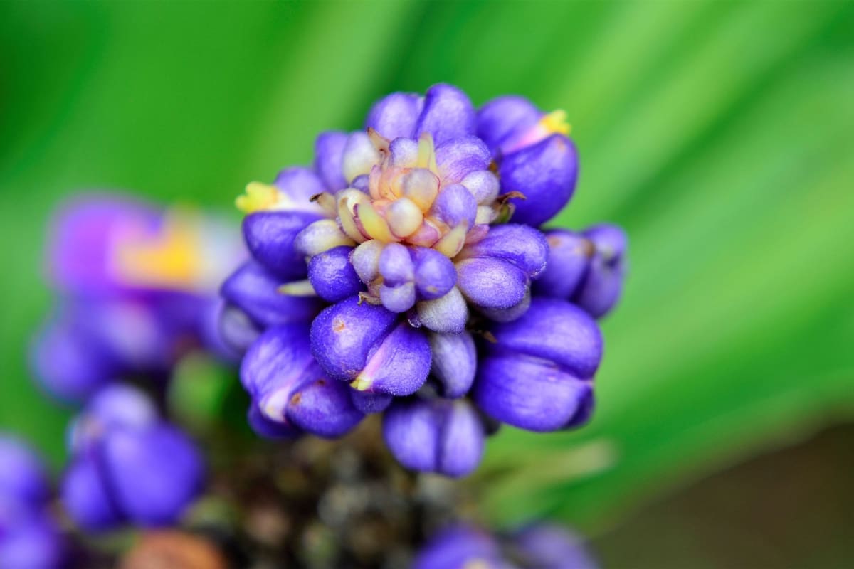 Aunque se la conoce como “jengibre azul”, esta especie no pertenece a la misma familia del jengibre comestible ni se utiliza en la cocina.