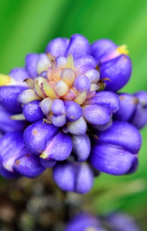 Aunque se la conoce como “jengibre azul”, esta especie no pertenece a la misma familia del jengibre comestible ni se utiliza en la cocina.