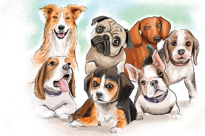 Aunque seguro mimamos a nuestras mascotas todos los días, existe un día especial en el que se honra a los perros en todo el mundo. Propuestas de Club LA NACION para homenajearlos.