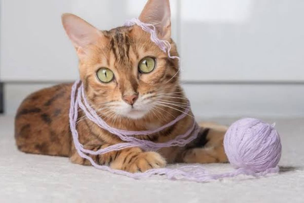 Aunque suelen llamar la atención de los felinos por su movimiento y apariencia similar a una presa, su uso como entretenimiento puede ocasionar situaciones inesperadas que afectan su bienestar