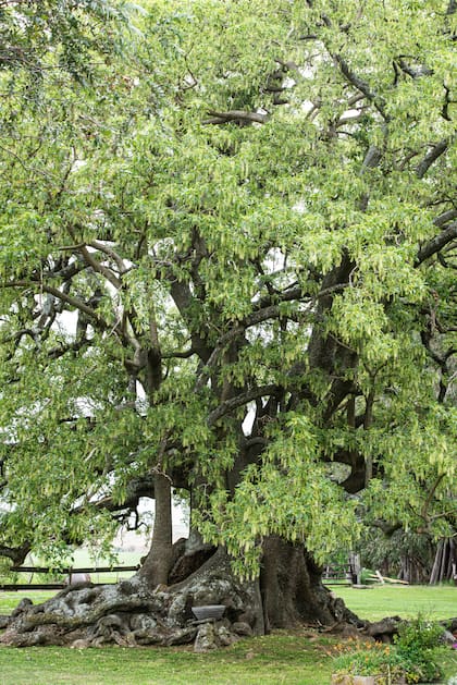 Aunque todos lo llaman árbol, desde el punto de vista botánico el ombú es una gigantesca hierba perenne, una rareza de la flora sudamericana