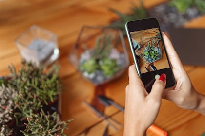 Aunque triunfan en redes sociales, estos ecosistemas en miniatura invitan a frenar y disfrutar de cambios casi imperceptibles