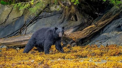 Aunque un oso negro puede alcanzar una velocidad máxima superior a la de un ser humano, su velocidad de desplazamiento es menor