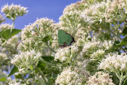 Austroeupatorium inulifolium, también conocida como mariposera, atrae a una gran variedad de especies de mariposas y sus hojas son el alimento de las larvas de perezosa (Actinote pellenea)