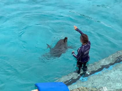 Autoridades, ambientalistas y expertos coinciden en que los nueve delfines podrían seguir en el parque si se mejoran sus condiciones