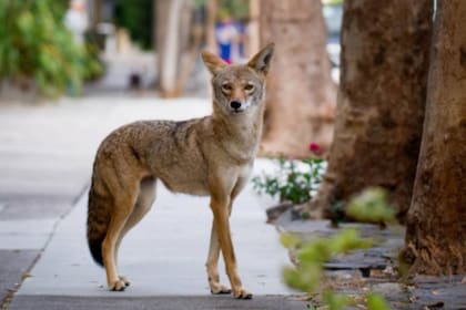 Autoridades de California informaron sobre el inicio de la temporada de reproducción de coyotes y brindaron algunos consejos para evitar inconvenientes (Archivo)
