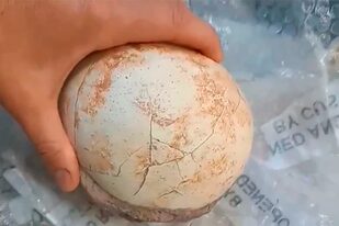 Autoridades italianas detectaron un huevo de Shunosaurio en un paquete proveniente de Malasia y abrieron una causa por contrabando
