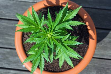Autorizan a una madre a cultivar plantas de cannabis para tratar a su hijo que sufre el síndrome de Tourette